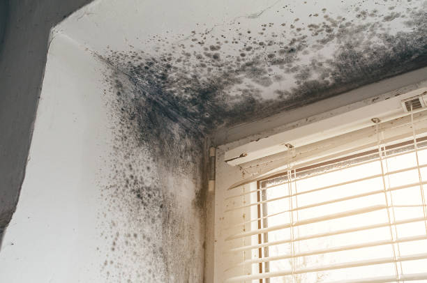 Affordable Basement Mold Removal solutions in Hughesville, MD